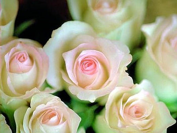 Monday roses, pink, white, roses, green, flowers, sweetheart roses HD wallpaper