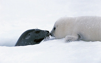 Animals, Snow, Couple, Pair, Head, Care, Tenderness, Seal HD wallpaper