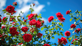 Red roses under blue sky, love, romance, red rose, rose HD wallpaper