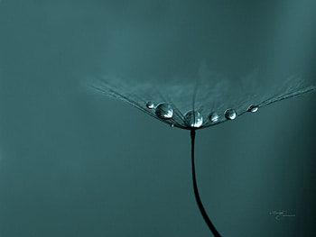 Macro, Flight, Dandelion, Fuzz, Fluff, Seeds, Seed HD wallpaper