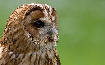 Animals, Owl, Beak, Muzzle, Big Eyes HD wallpaper