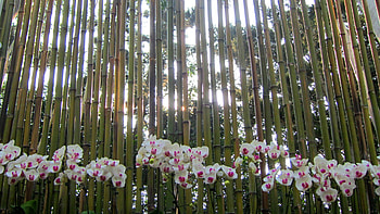 Orchids, bamboo, beautiful, sun HD wallpaper