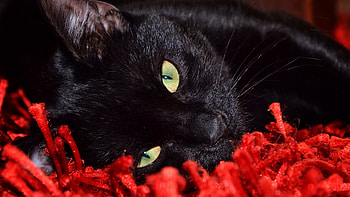 black cat, cats, cat, black, animals HD wallpaper