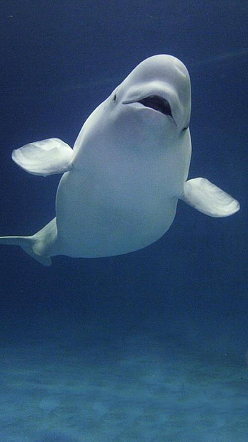 74 Beluga Whale, Stunning , Oceanic wonder, Marine mammal HD phone wallpaper