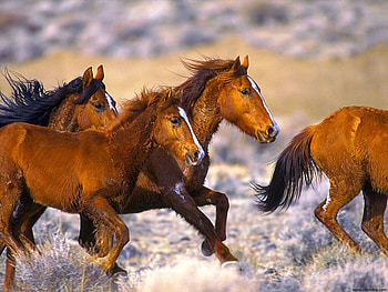 Runing horses, animal, run, horse, nature HD wallpaper