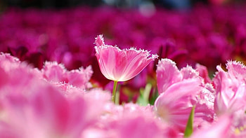 Pink, wonderful, flowers, spring HD wallpaper