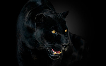 High definition , Striking panther, Animal kingdom elegance, Nature's marvel HD wallpaper