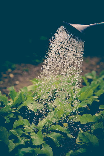 Watering can pouring water over green leafy plants in a garden. HD phone wallpaper
