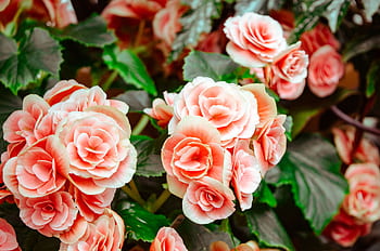 Lush pink roses blooming vibrantly amidst green leaves, perfect for romantic and botanical themes. HD wallpaper