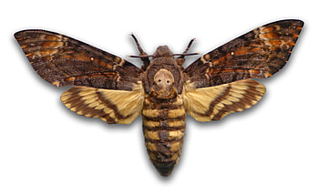 Moth , Animal HQ, , 2019 HD wallpaper