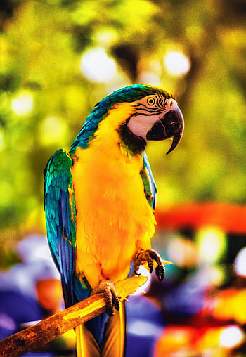 Animals, Parrots, Bright, Bird, Branch, Macaw HD phone wallpaper