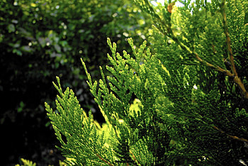 Color transformation, Brown evergreen, Revival beyond reach, Chicago Tribune HD wallpaper