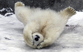 Animals, Bears HD wallpaper