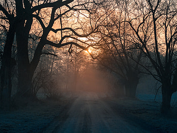 Nature, Trees, Sunset, Road, Forest, Fog HD wallpaper