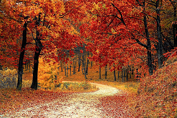Fall path, forest, fall, leaves, path, trees, autumn, nature HD wallpaper