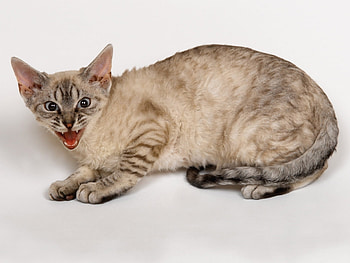 Animals, Cats HD wallpaper