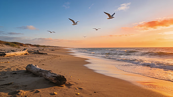 Sunset Coastline — Coastal Aesthetic, Beach, Seagull, Ocean HD wallpaper