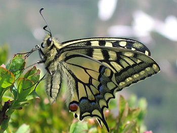 Animals, Grass, Patterns, Butterfly, Wings HD wallpaper