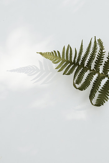 Leaves, Plant, Fern, Minimalism, Branch HD phone wallpaper