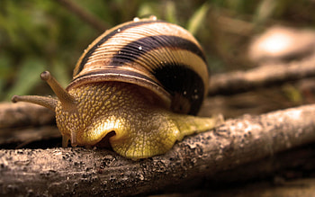 Macro, Snail, Carapace, Shell, Antennae, Tendrils HD wallpaper