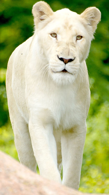 White Lion, Puma HD phone wallpaper