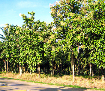 Teak trees, Fruity elegance, Natural mystique, Exotic allure HD wallpaper