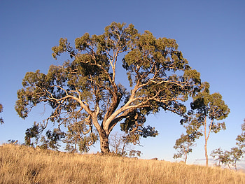 Eucalyptus bridgesiana, Wikipedia HD wallpaper