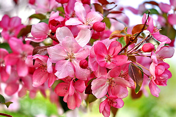SPRING BLOSSOMS, buds, seasons, spring, fragrance, pink, petals, flower, blossoms, nature HD wallpaper