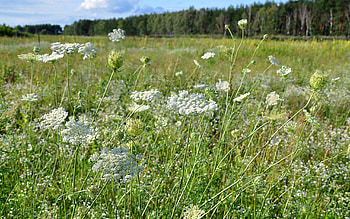 Plants, Flowers HD wallpaper