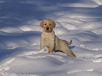 Puppy In Snow, labrador, labrador puppy, animals, snow, puppies, golden retriver puppies, golden retriver HD wallpaper