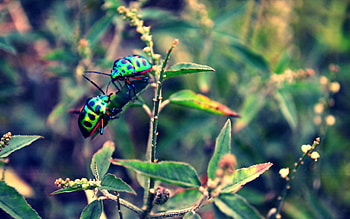 Grass, Bugs, Plant, Macro, Insect HD wallpaper