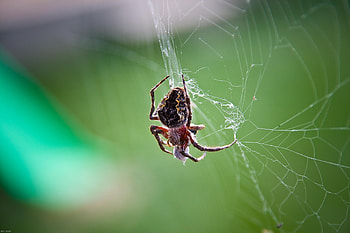 Web, Macro, Spider, Braiding, Weaving HD wallpaper
