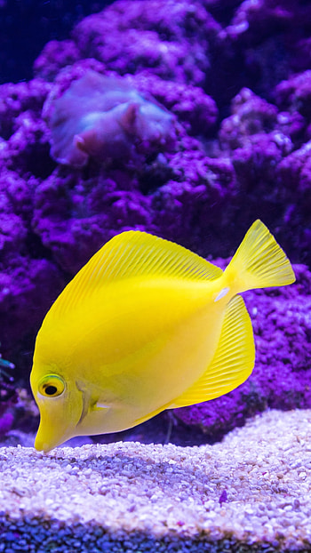 Stunning tropical fish, Vibrant underwater scenes, Tropical fish graphy, Oceanic wonders HD phone wallpaper