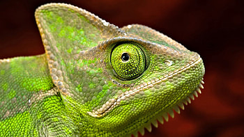Animals, Eyes, Head, Scale, Scales, Iguana HD wallpaper