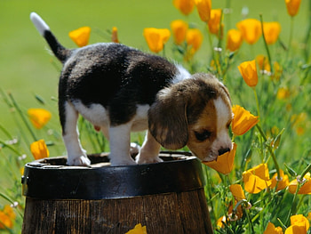 Animals, Dogs HD wallpaper