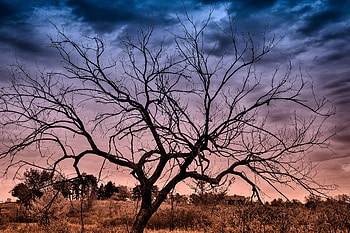Landscape, Nature, Sunset, Autumn, Clouds, Wood, Tree HD wallpaper