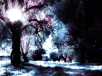 Depth of The Forest, blue, purple, forest HD wallpaper