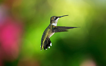 Animals, Background, Humming-Birds, Bird, Flight HD wallpaper