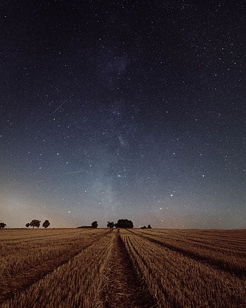 Nature, Trees, Grass, Night, Twilight, Starry Sky, Field, Dusk HD phone wallpaper