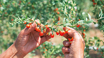 Goji Berries, Natural antioxidant snack, Giuseppe Verdi selection, Italian product HD wallpaper