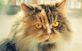 Animals, Cat, Fluffy, Muzzle, Spotted, Spotty HD wallpaper