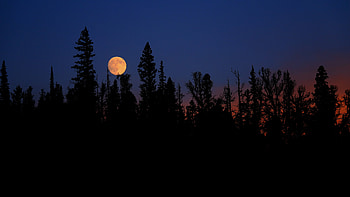 Nature, Trees, Night, Moon, Spruce, Fir HD wallpaper