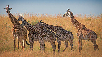 Giraffes in Kenya, African mammals, Savannah landscapes, Wildlife graphy HD wallpaper