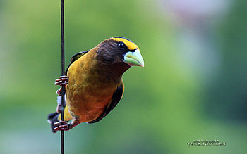 Grosbeak Bird, grosbeak, animals, birds HD wallpaper