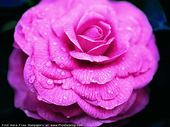 A PINK ROSE FOR MY LOVE?, gorgeous, rose, pink, beautiful HD wallpaper