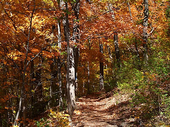 Go Walking Along, trees, dirt, leaves, path HD wallpaper
