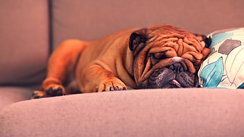 Bull Dog Sleeping, dog, animals, sleeping, cute HD wallpaper