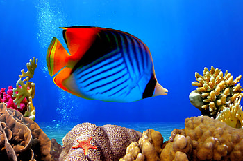 Tropical coral reef , Underwater ocean scene, Colorful fish, Underwater nature HD wallpaper