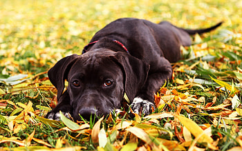 Animals, Dogs, Autumn HD wallpaper