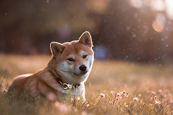 Shiba Inu, Labrador, Laika, Dog breed HD wallpaper